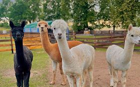 Wypoczynek pod Lipami